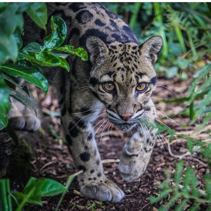 Adopt a Clouded Leopard