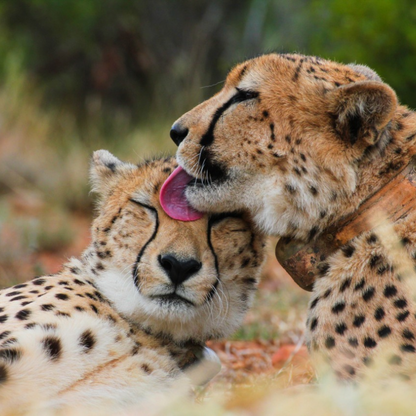 Adopt a Cheetah