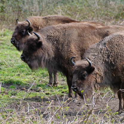 Adopt a European Bison