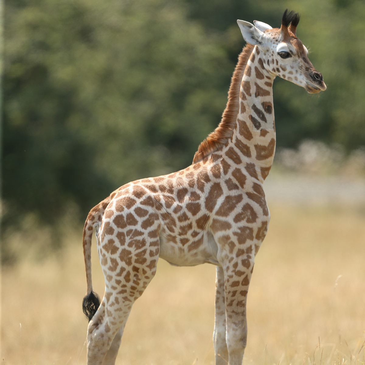 Adopt a Giraffe