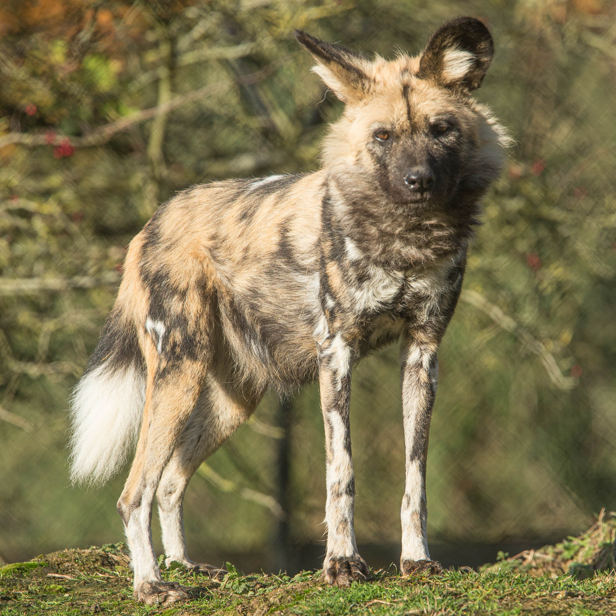 Adopt an African Painted Dog