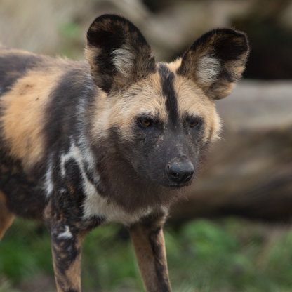 Adopt an African Painted Dog