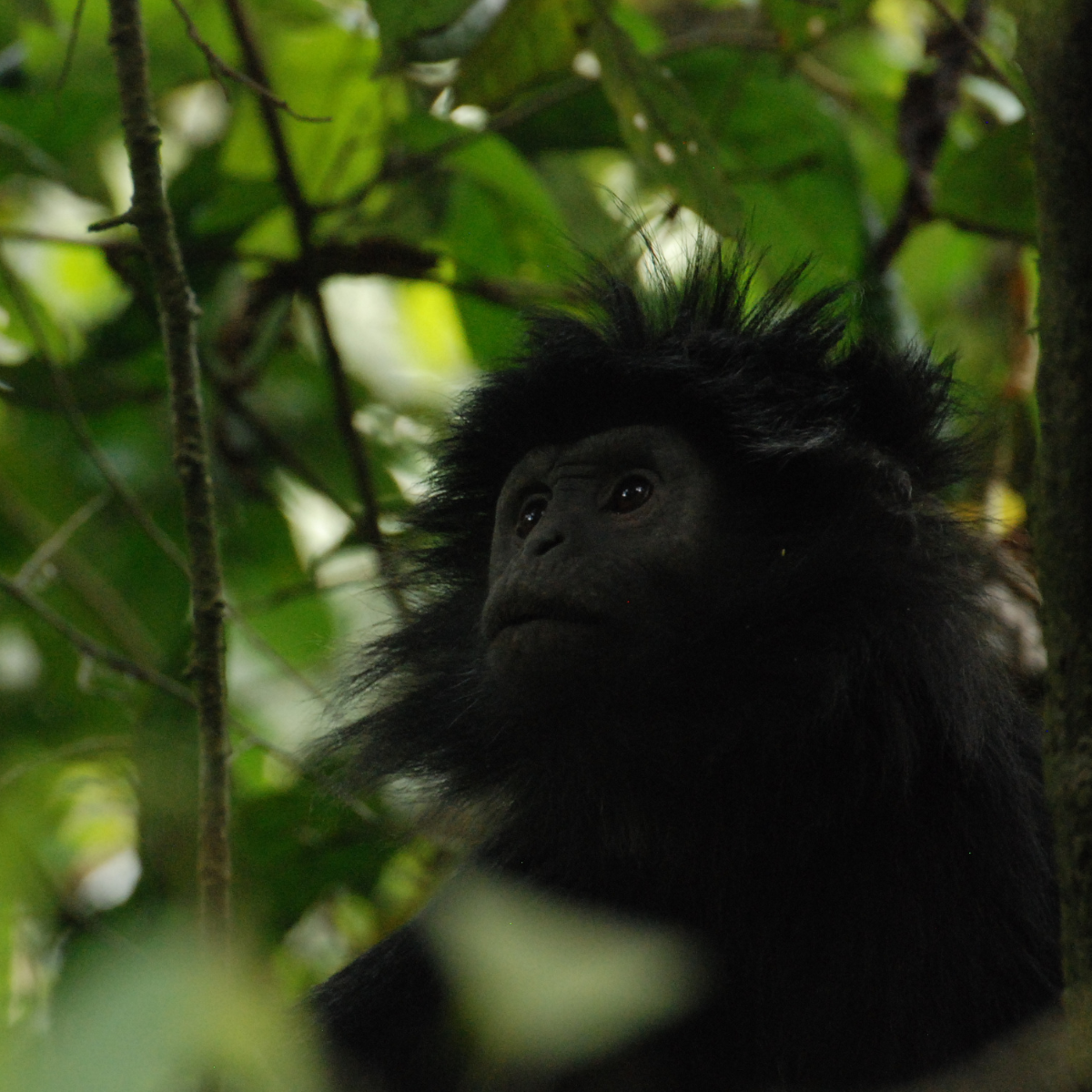 Adopt a Javan Langur – The Aspinall Foundation