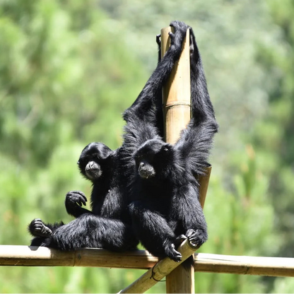 Two black siamang gibbons sitting on bamboo pole outdoors, with a blurred green forest background.
