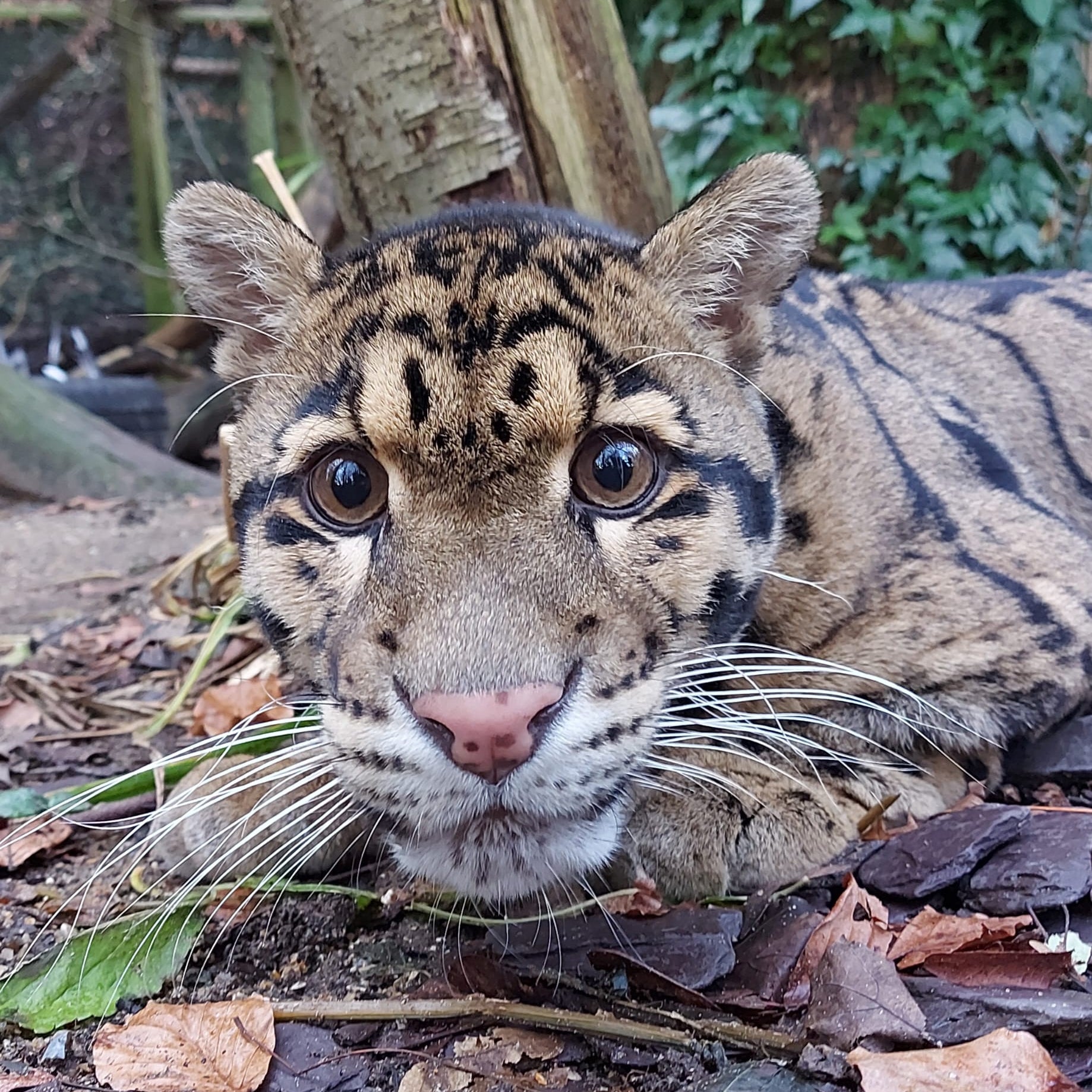 A close-up photograph of a clouded leopard lying on the ground in a natural outdoor setting with trees, leaves, and foliage visible.