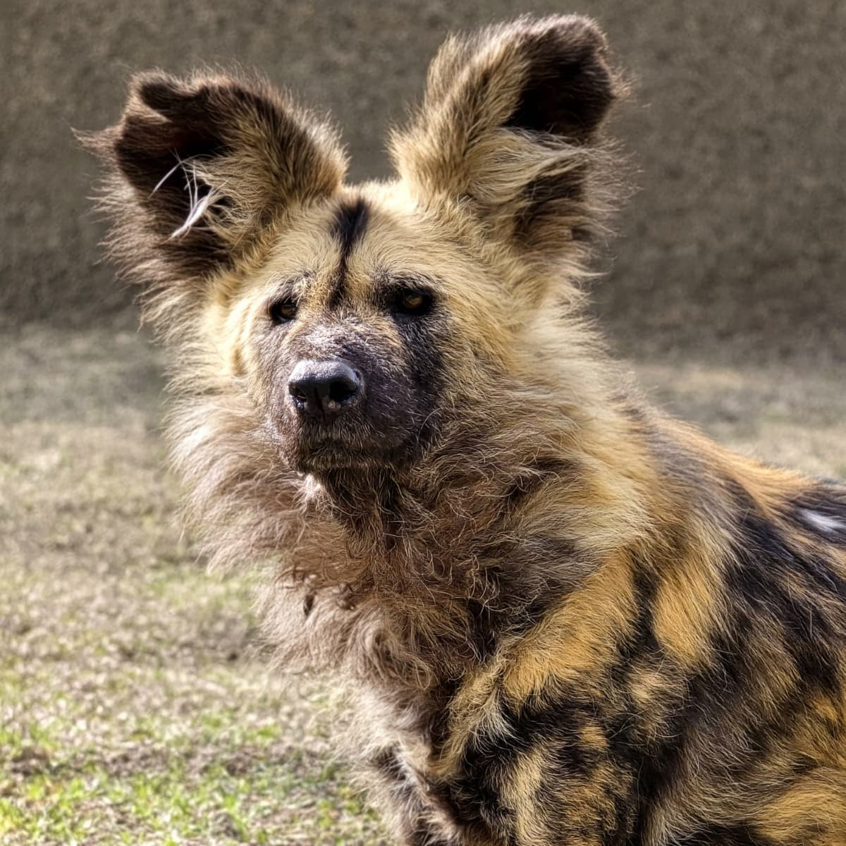 A close-up shot of an African wild dog standing outdoors on grassy ground, with its distinctive mottled tan, black, and cream fur clearly visible.