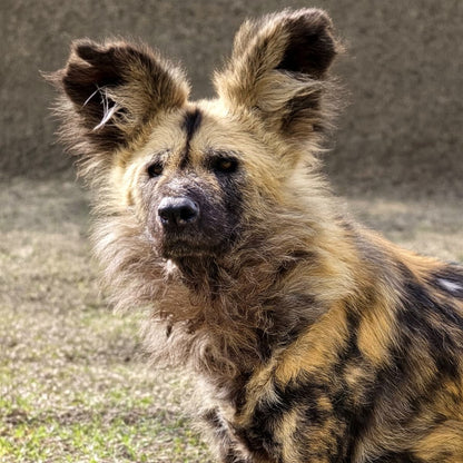 A close-up shot of an African wild dog standing outdoors on grassy ground, with its distinctive mottled tan, black, and cream fur clearly visible.