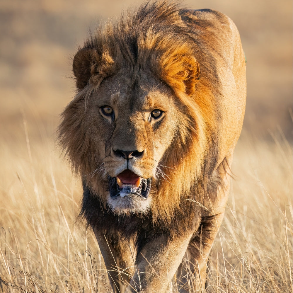 A close-up shot of a male lion walking through dry golden grass in a savanna setting.