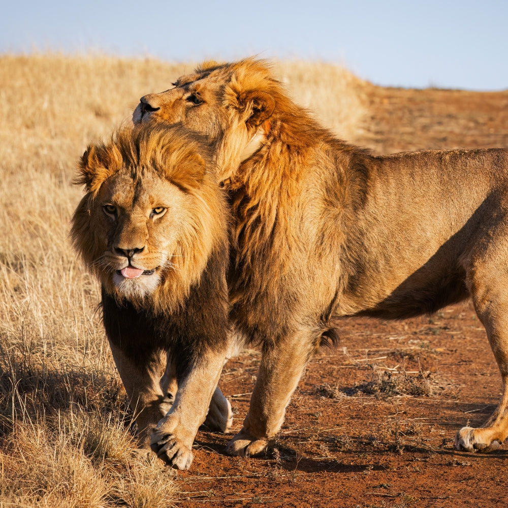 Two male lions standing in a dry grassy savanna landscape at golden hour, with one lion in the foreground facing forward and another behind it.