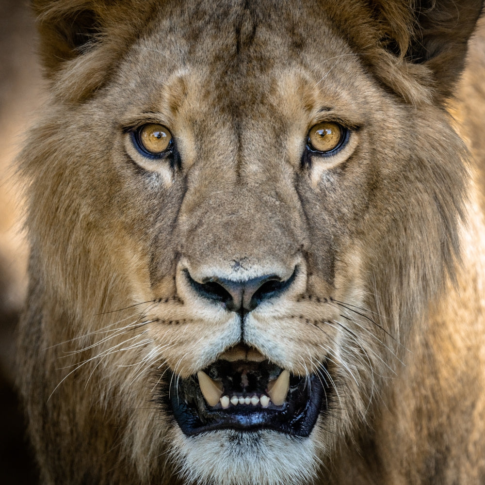 Close-up portrait of a lion's face with golden eyes, tan fur, and an open mouth showing teeth, set against a softly blurred natural background.