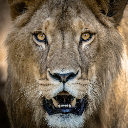 Close-up portrait of a lion's face with golden eyes, tan fur, and an open mouth showing teeth, set against a softly blurred natural background.
