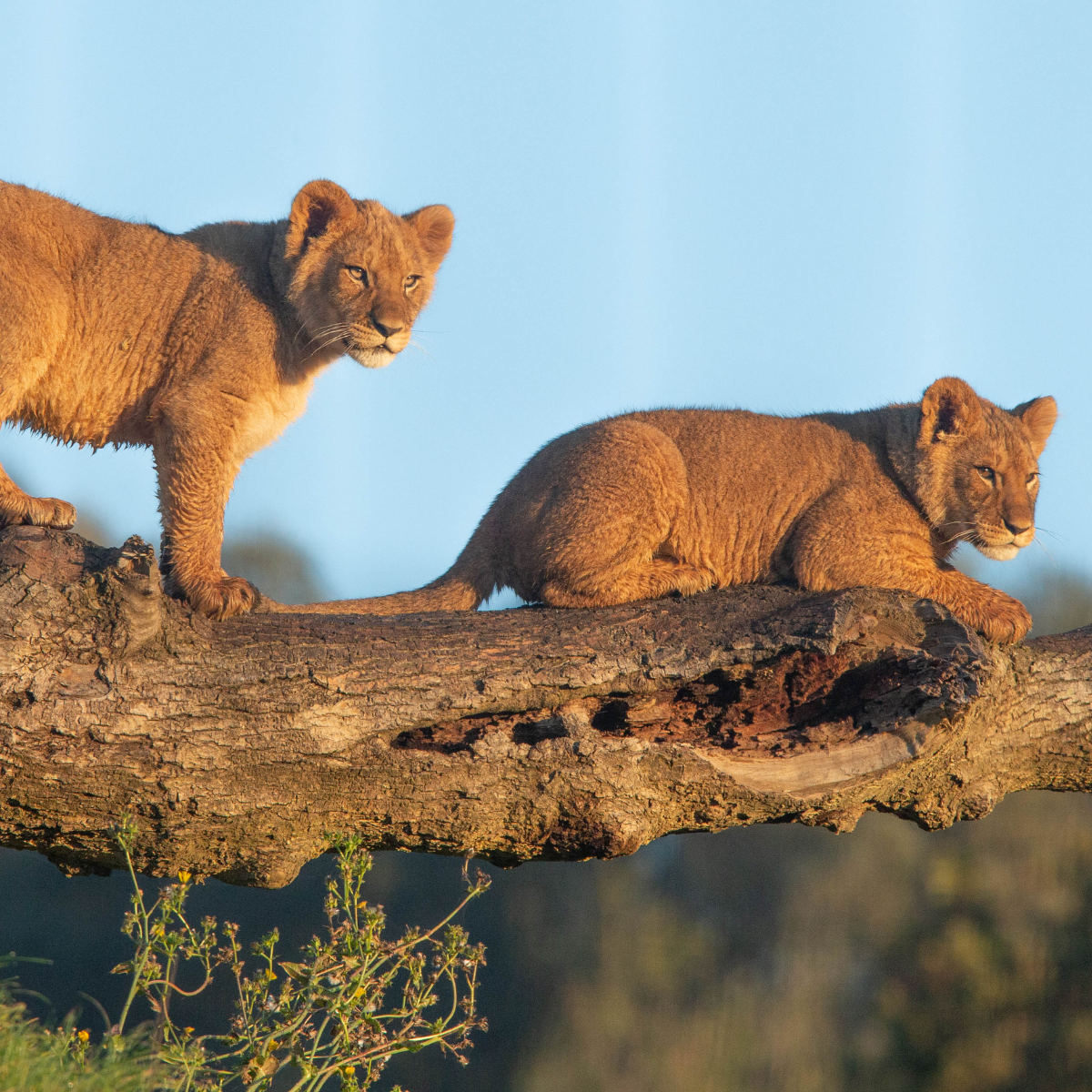 2 lion cubs sitting on a fallen tree against a blue sky.