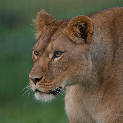 Side profile picture of a lioness with a natural blurred background.