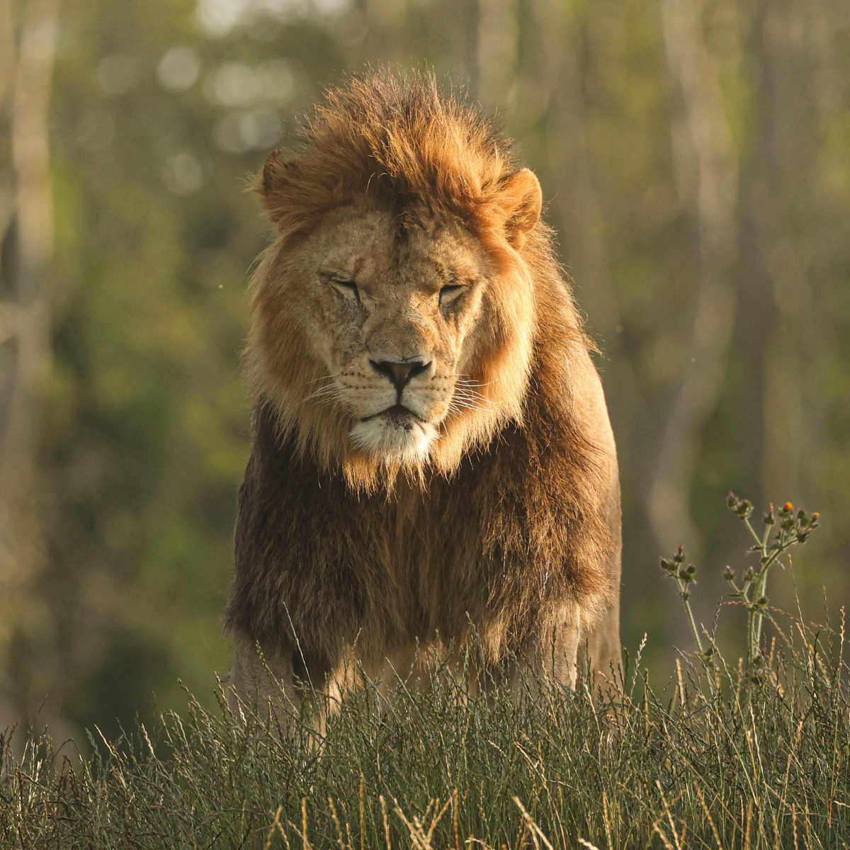 Male lion sitting in grass with trees in the background. 
