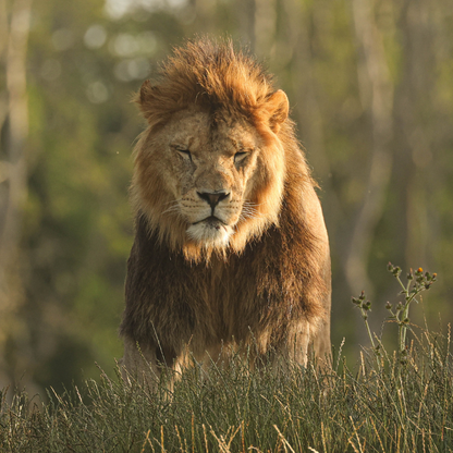 Male lion sitting in grass with trees in the background. 