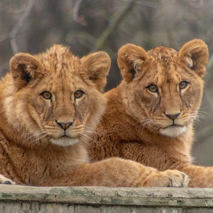 Two young lion cubs resting together on a wooden ledge, with a soft-focus natural background.