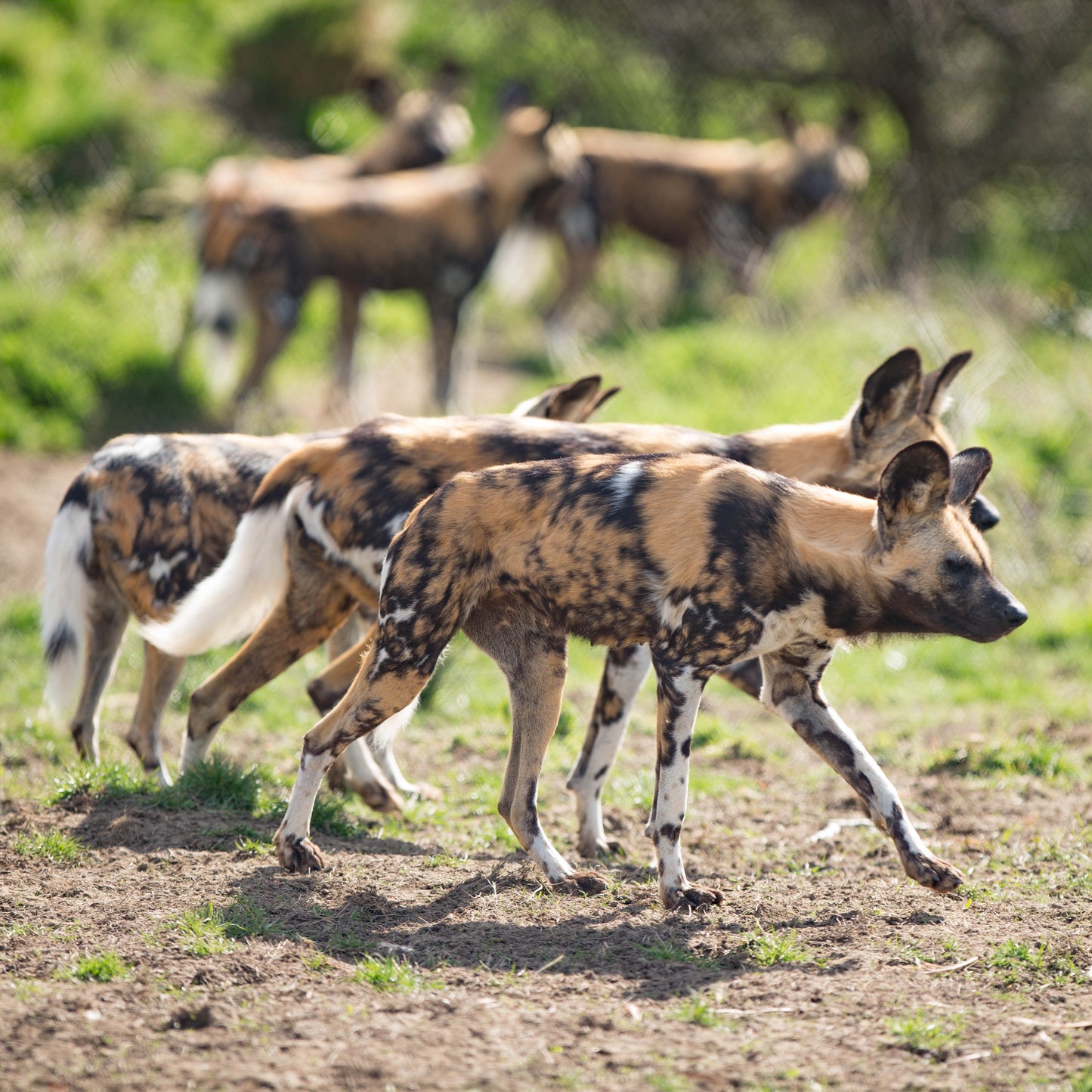 A pack of wild dogs walking across dry grass and dirt in a natural outdoor setting, with trees and more dogs blurred in the background.