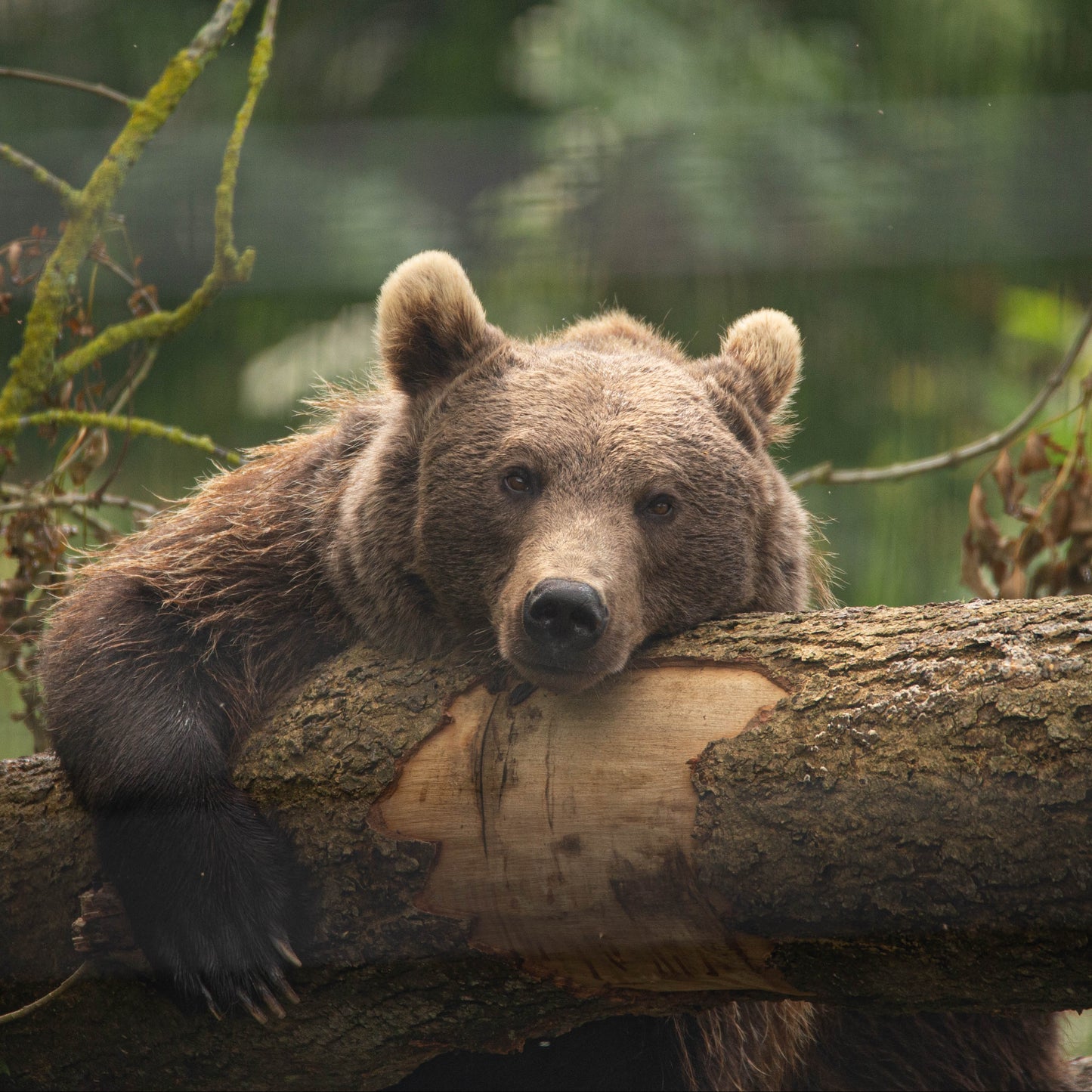 A brown bear resting on a large log in a forest setting.