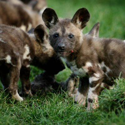 A pack of wild dog puppies playing on green grass outdoors.
