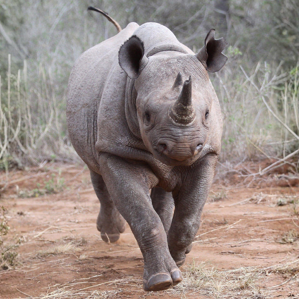 A close-up action shot of a rhinoceros walking forward on a dirt path with dry grass and trees in the background.