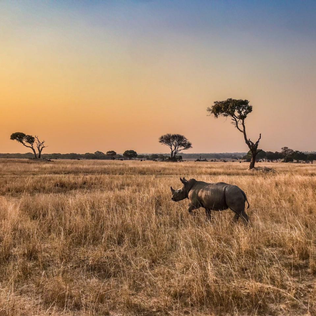 A rhinoceros stands in a dry grassy savanna landscape at sunset, with scattered trees and a warm gradient sky in the background.