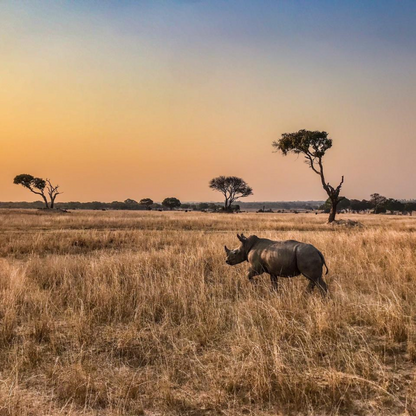 A rhinoceros stands in a dry grassy savanna landscape at sunset, with scattered trees and a warm gradient sky in the background.