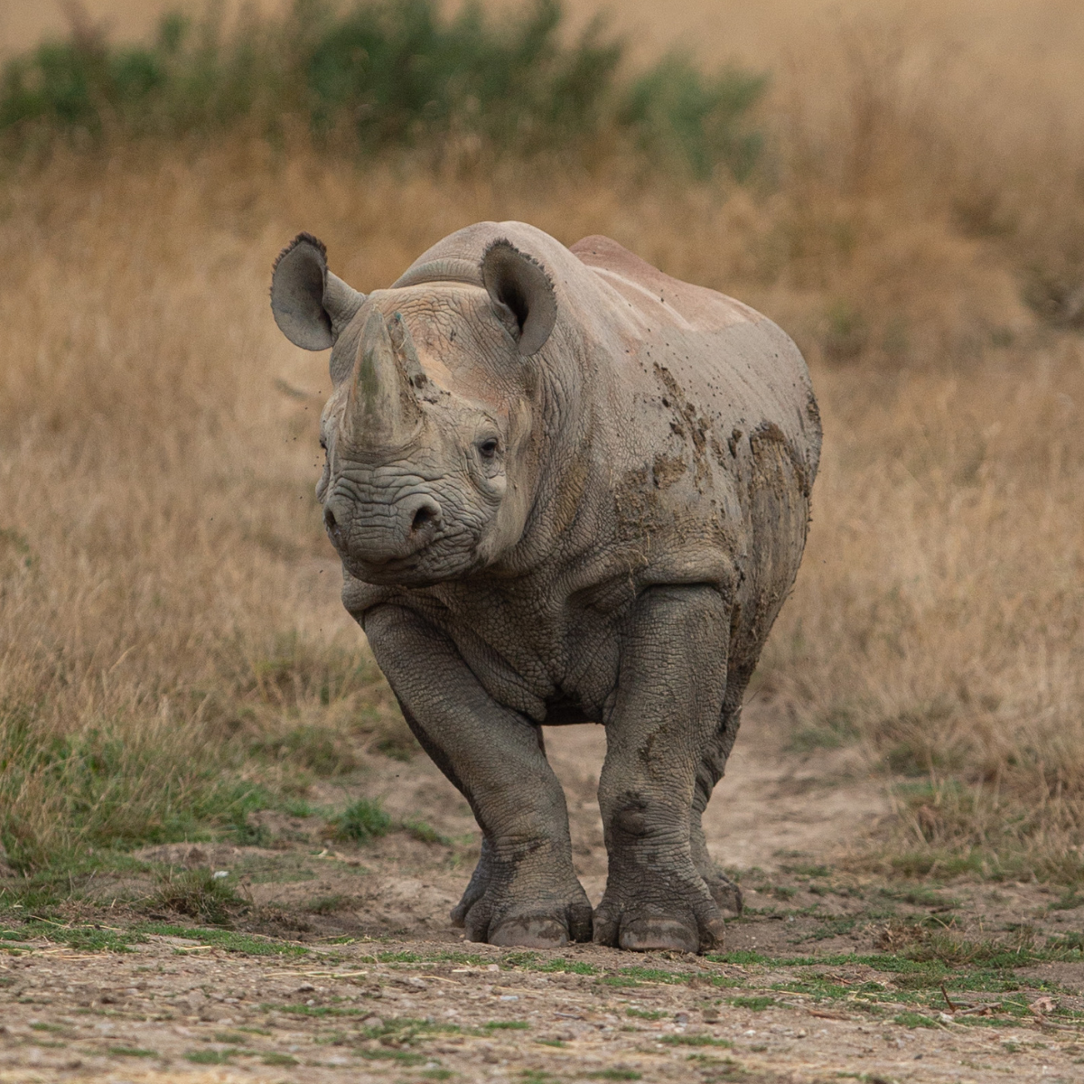 Front on image of Rhino standing in a wild grassy landscape