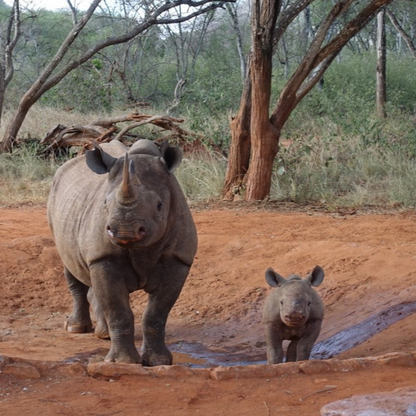 Mother rhino standing with its young infant in the Tanzanian muddy landscape.  