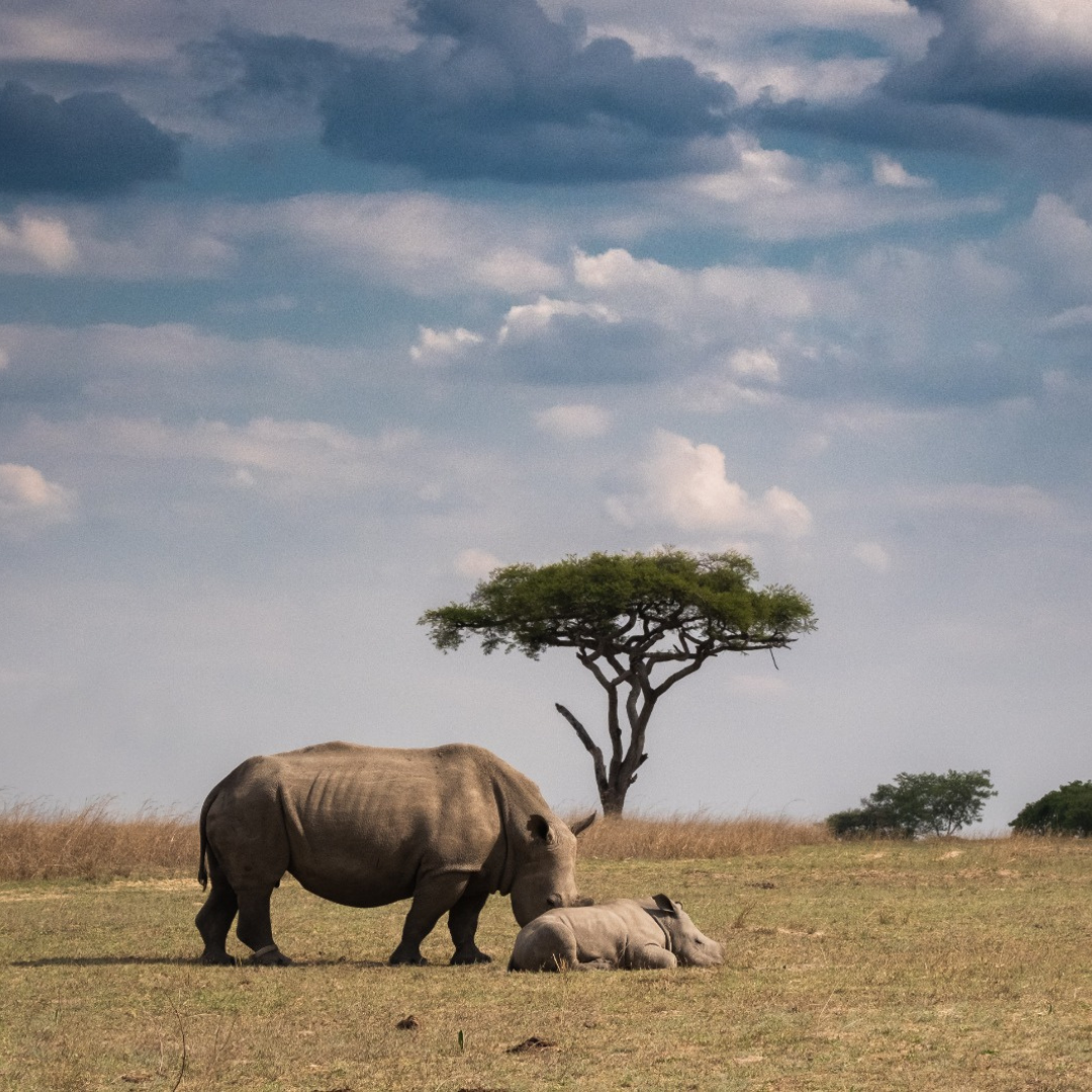 A rhinoceros and its calf standing and resting in a grassy savanna landscape under a cloudy blue sky, with a single acacia tree behind them.