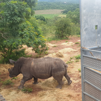 Rhino being released into the wild from a flatbed trailer. 