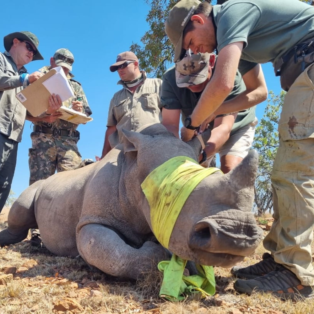 Several people outdoors are handling a large rhinoceros lying on dry ground, with one person wrapping a bright yellow-green cloth around the animal's head and neck. 