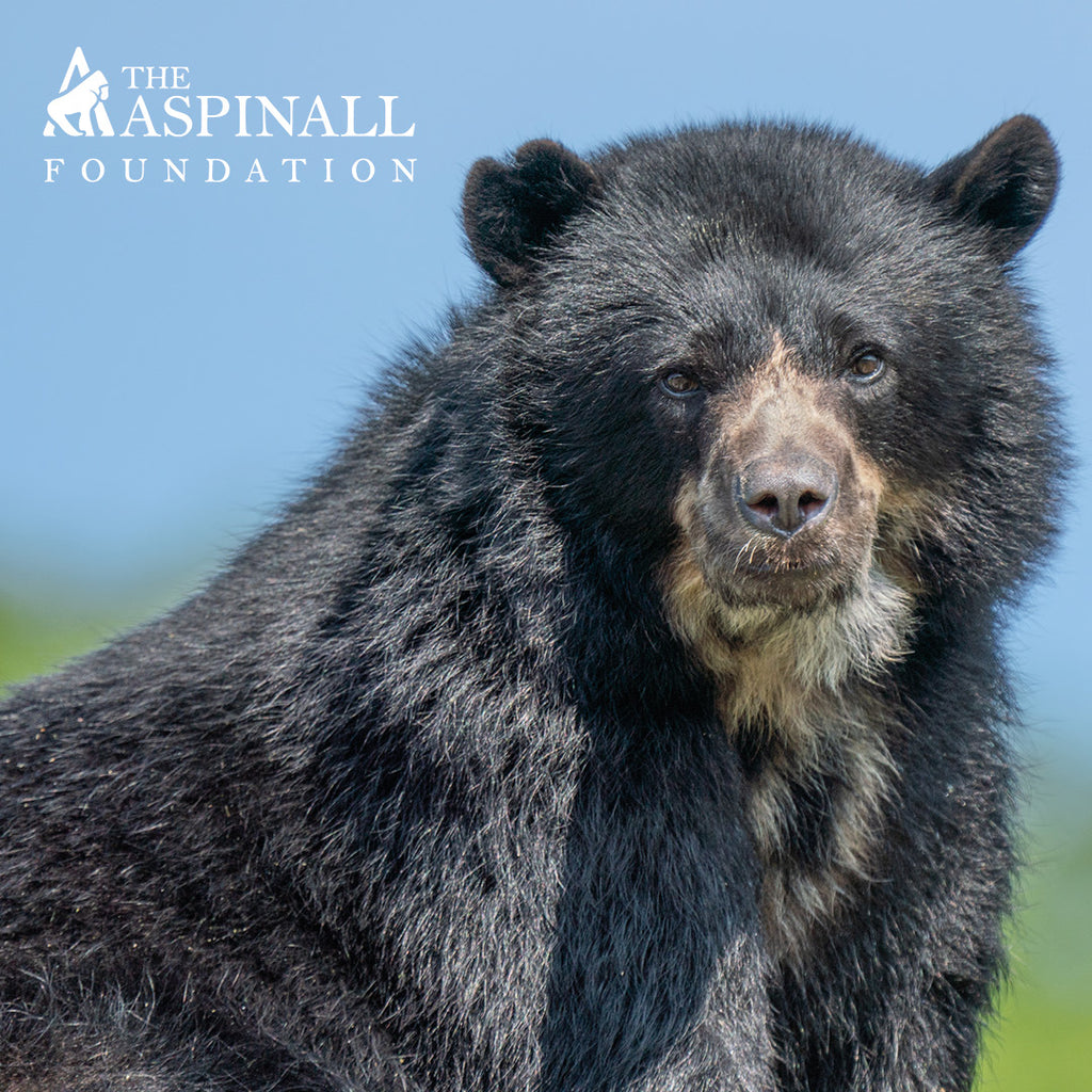 Adopt Rina the spectacled bear