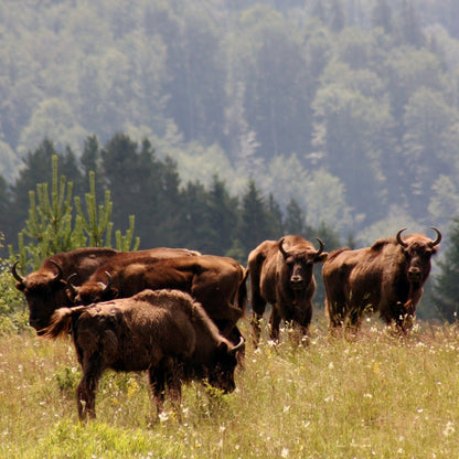 A herd of brown wild boars grazing and standing in a grassy field with a dense green forest in the background.