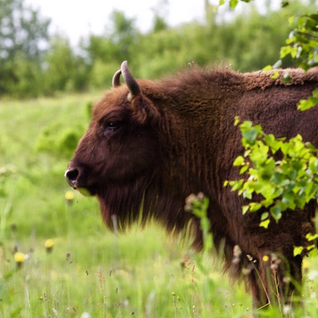 A close-up side profile of a brown bison standing in a green grassy field with blurred trees in the background.