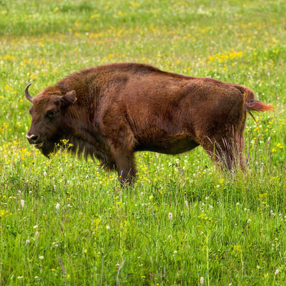 A brown bison standing in a green grassy field with small yellow flowers.