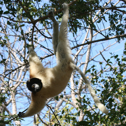 A white-faced sifaka lemur hangs upside down from a tree branch, surrounded by green leaves and blue sky.