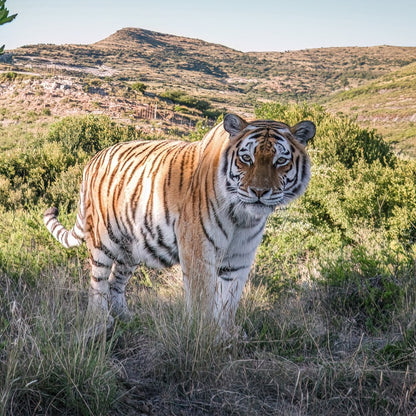 A large Bengal tiger standing in dry grass and shrubs, with rolling hills and a pale sky in the background.