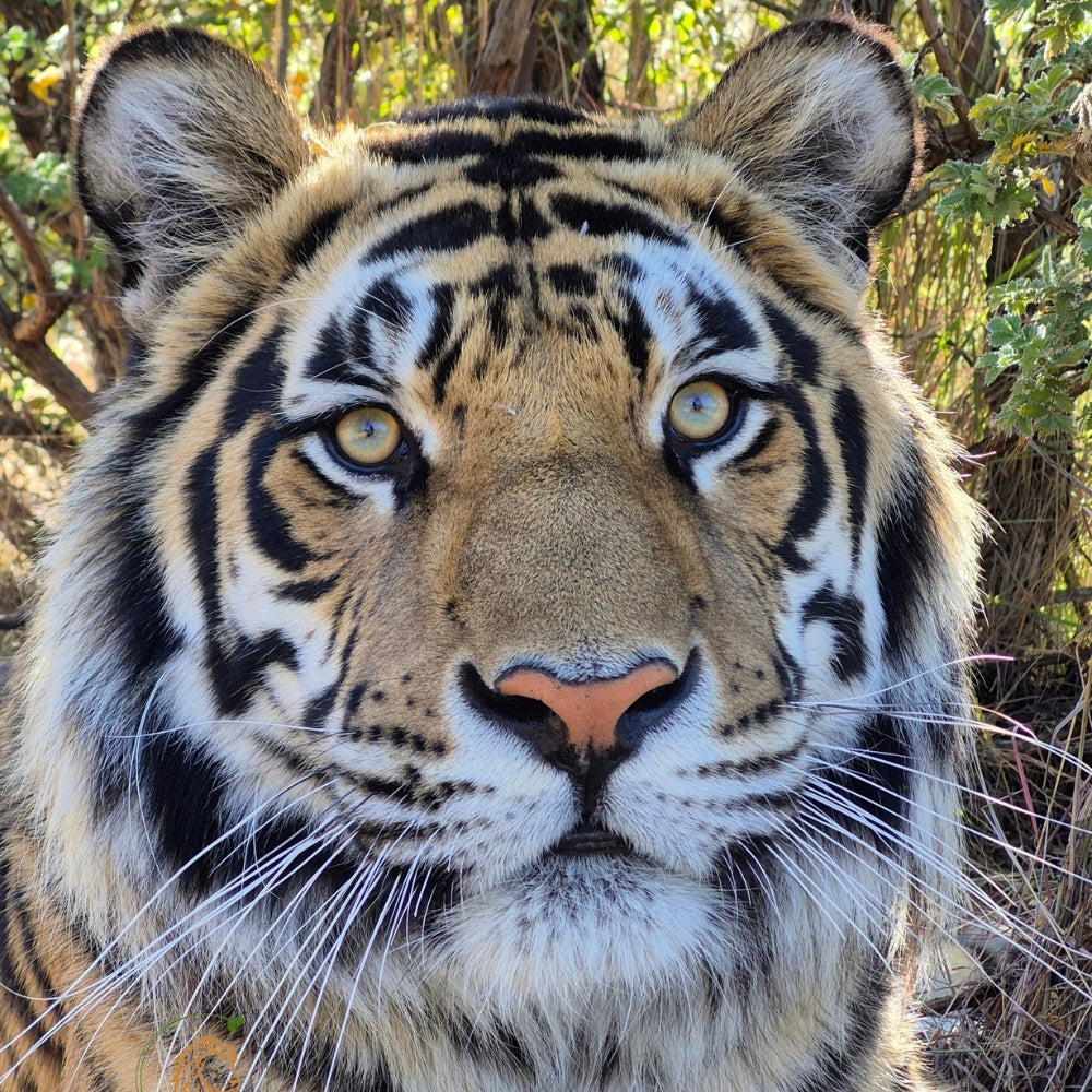 A close-up portrait of a tiger's face with golden eyes, black stripes, and white fur, set against a natural background of trees and foliage.