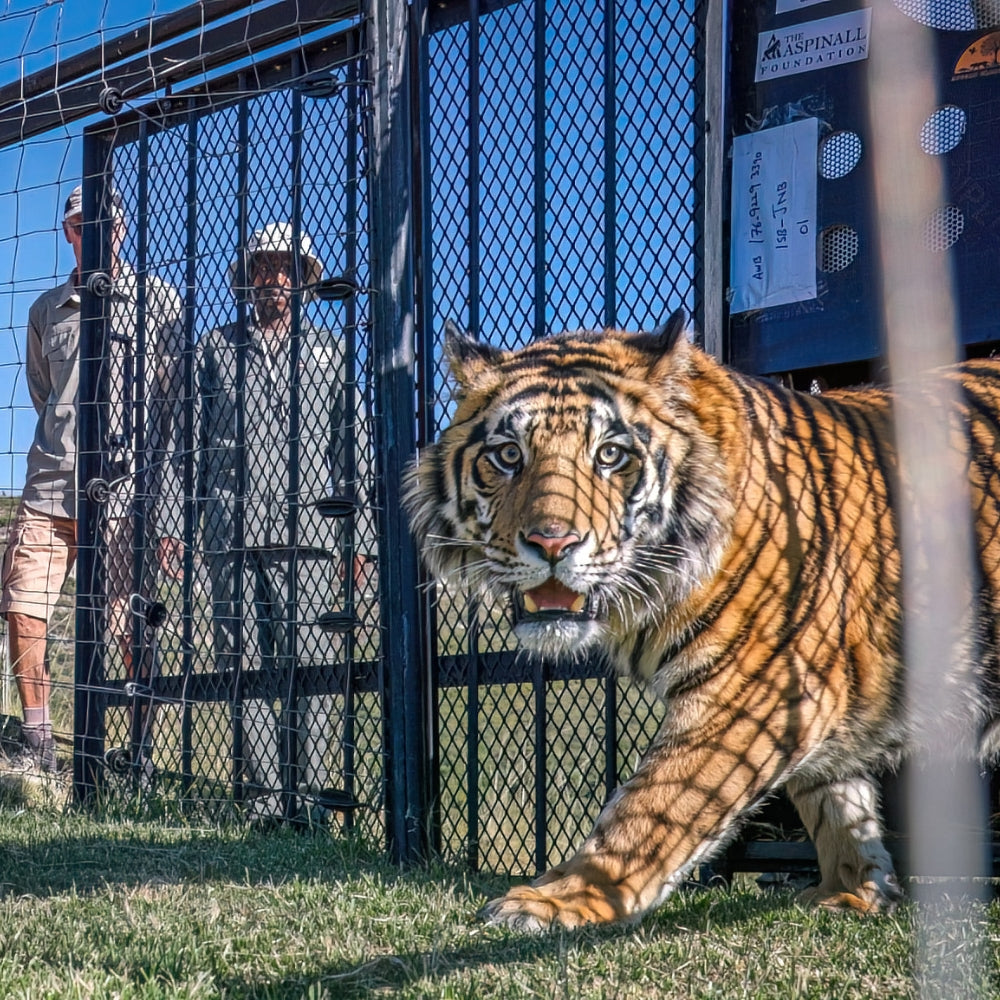 A large tiger being let into its enclosure after its rescue, with two keepers standing behind the fence in a sanctuary setting under a blue sky.