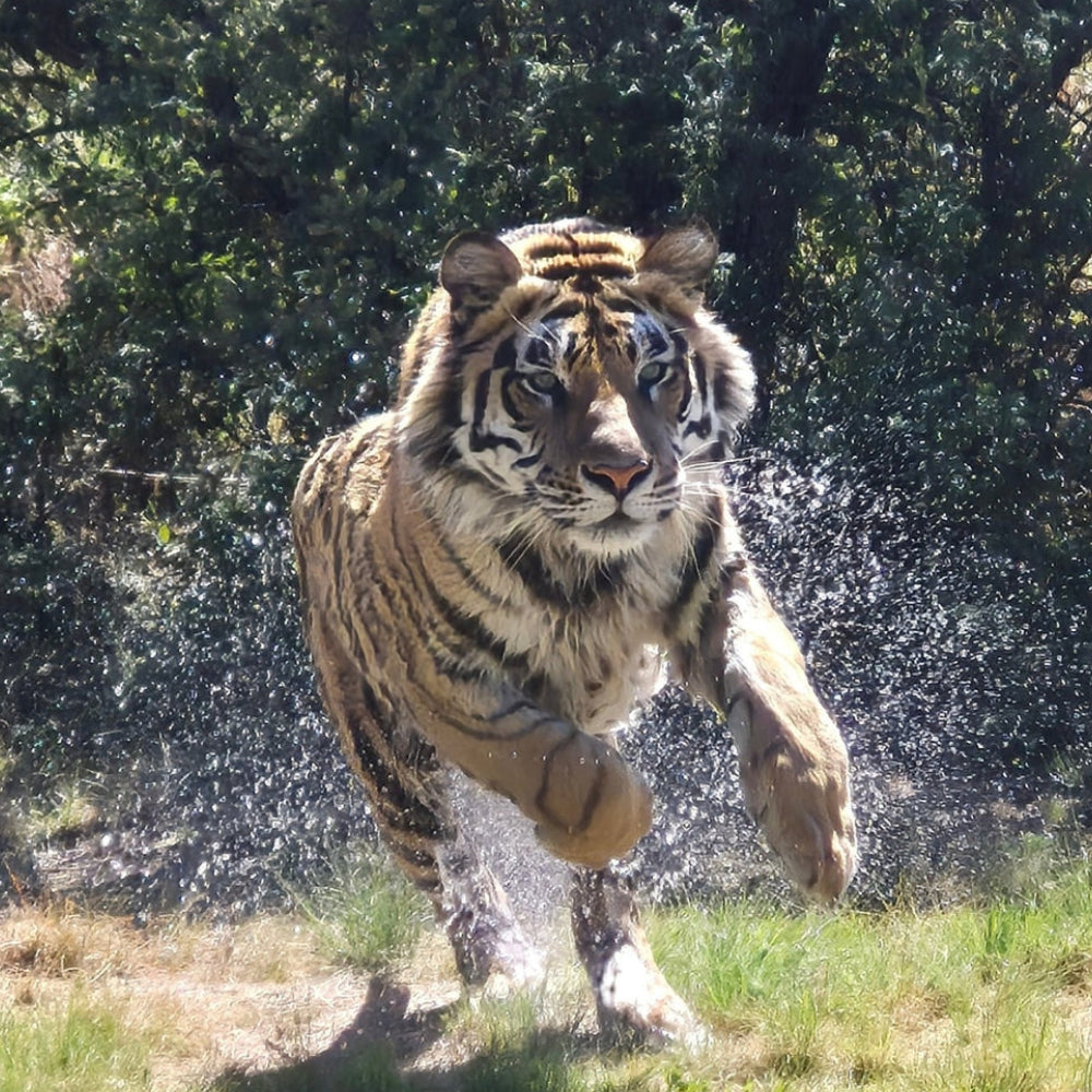 A large tiger running through water in a natural outdoor setting with trees in the background, creating a spray of water around it.