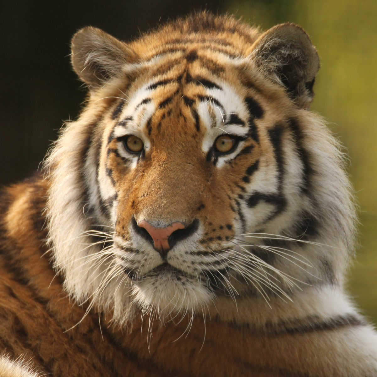 Close up of a tigers face with a natural background.