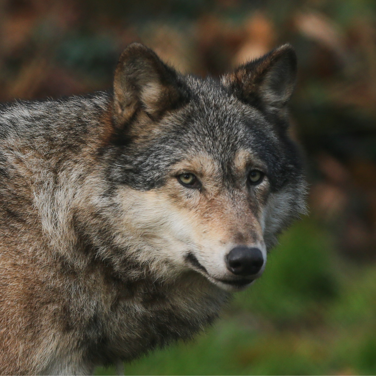 Image of a grey wolf's face, the natural background is blurred.