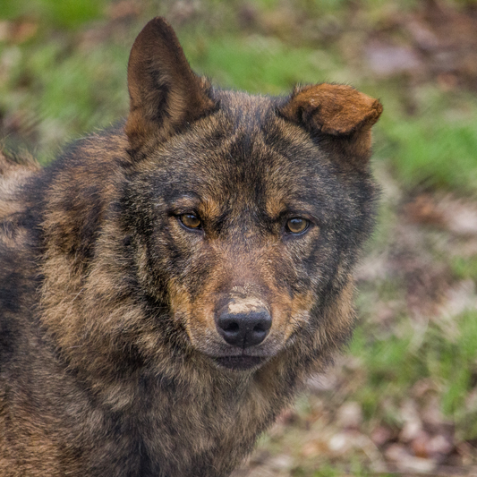 Face on image of an Iberian wolf, one ear is flapped down, standing in a grassy area. 