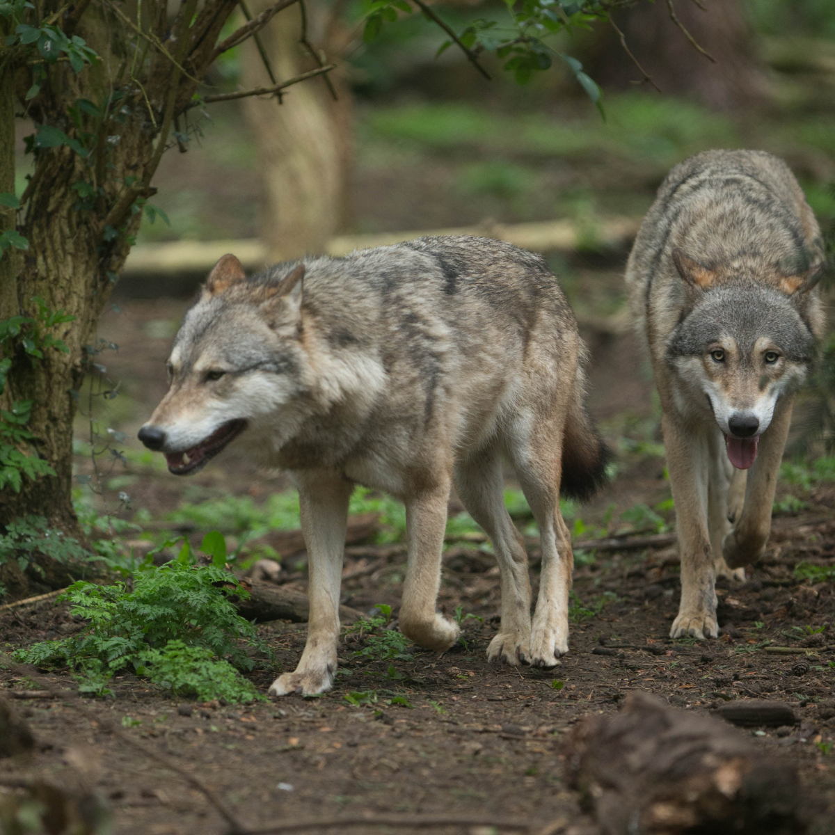 2 grey wolves walking through the woodland. One is facing the camera and the other is side on. 