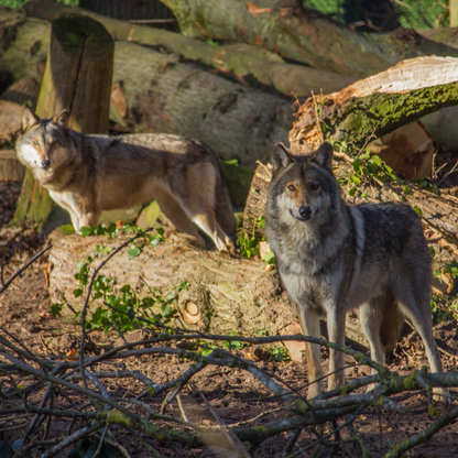 2 grey wolves in their naturalistic enclosure, surrounded by logs and twigs. 