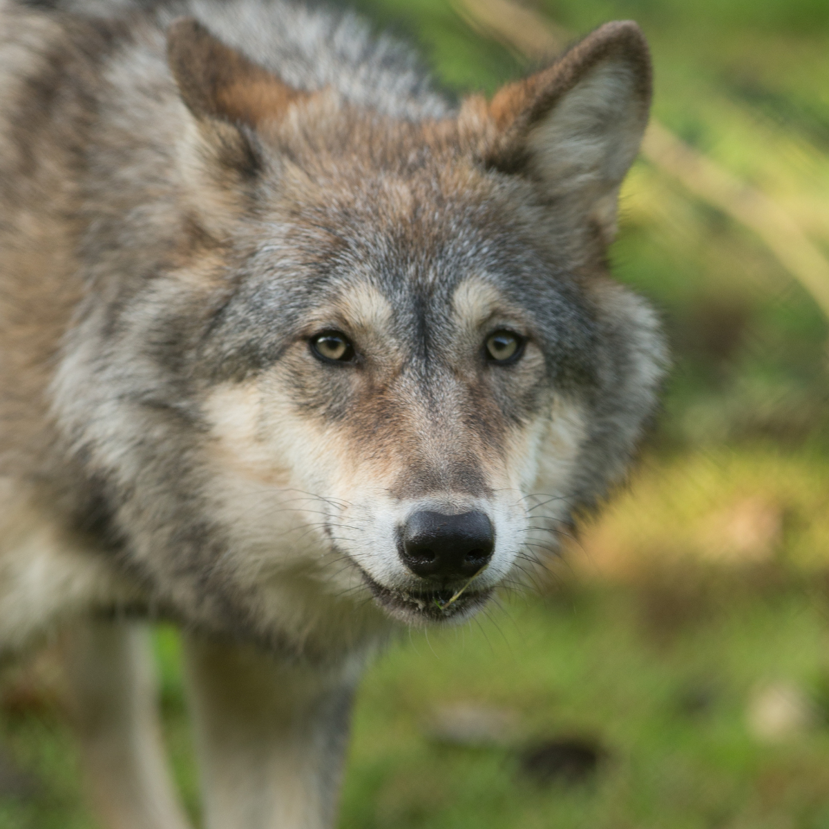 A close-up image of a grey wolf with a forest-like background.
