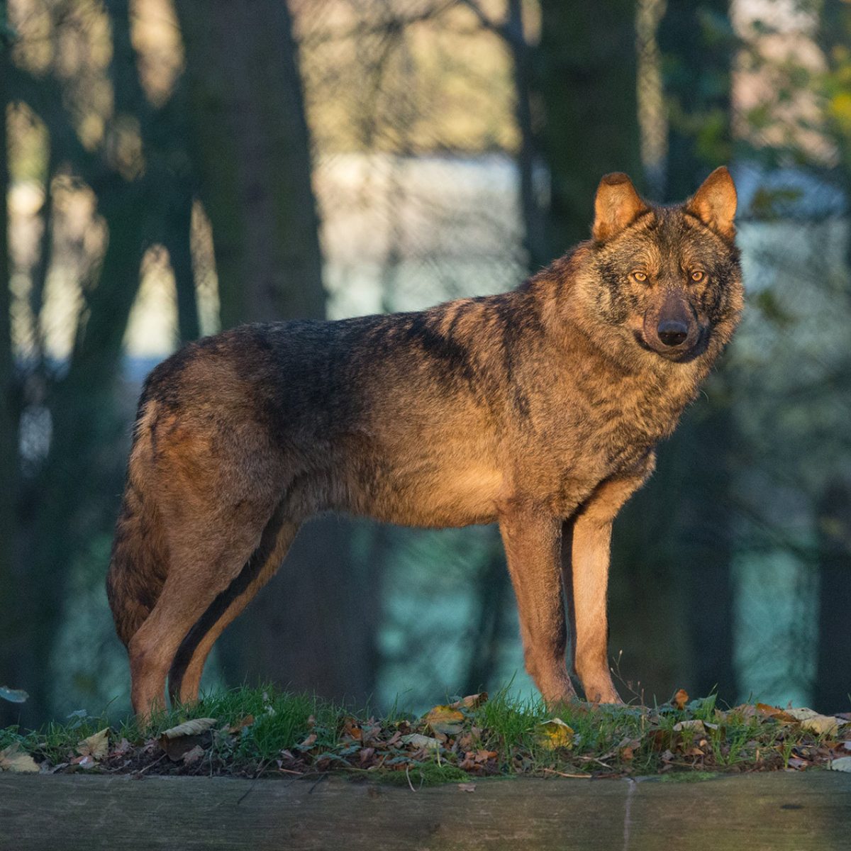 Iberian wolf standing to the side, with a forest background of trees. 