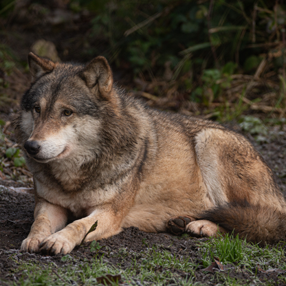 Grey wolf laying down with its paws in front with a forest background