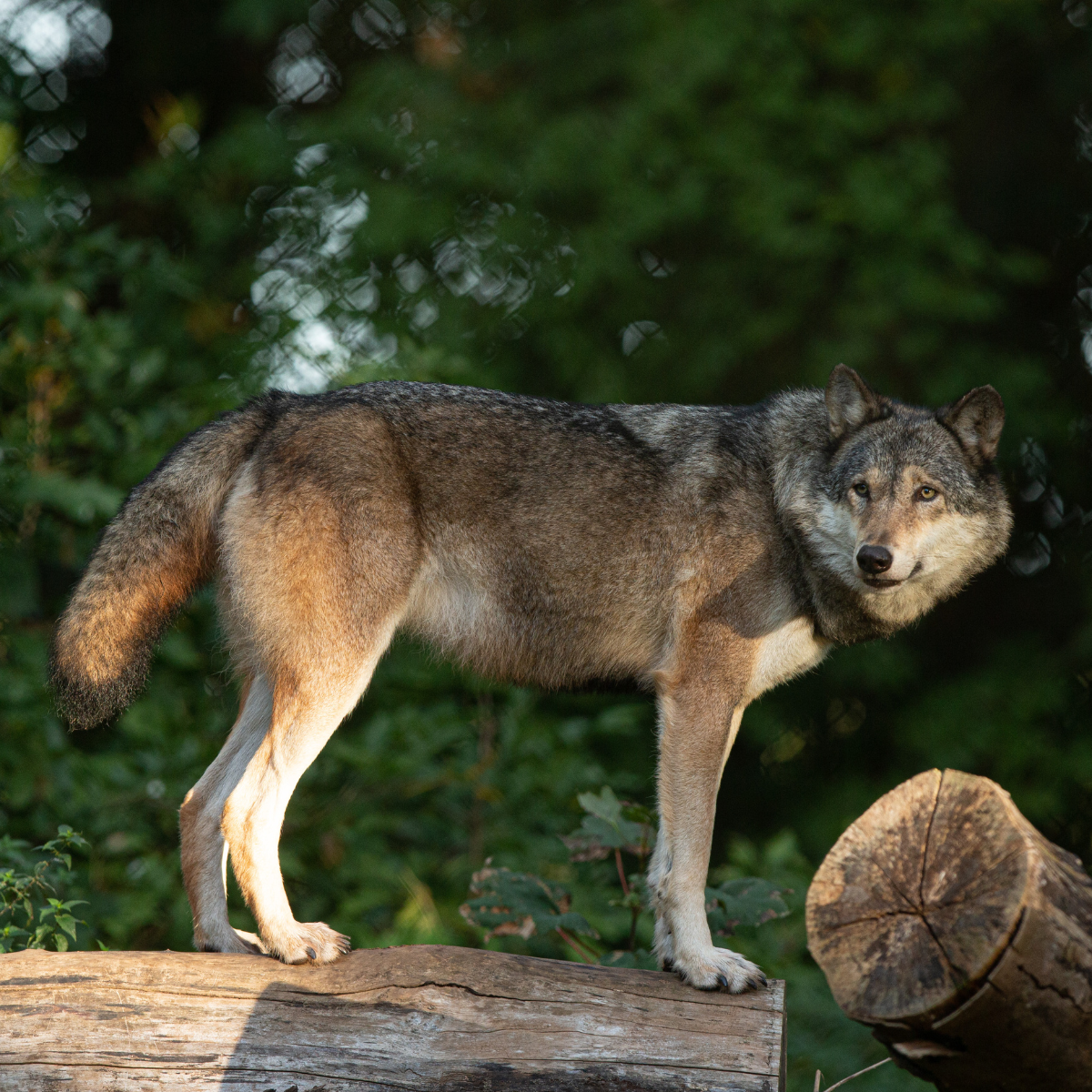 Grey wolf standing to the side on top of a log with green trees in the background. 