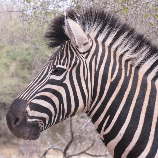 Close-up side profile of a zebra with black and cream stripes, shown outdoors against a blurred natural background of branches and foliage.